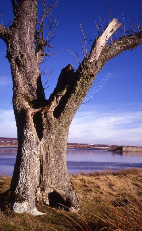 Old tree, Lochindorb.
